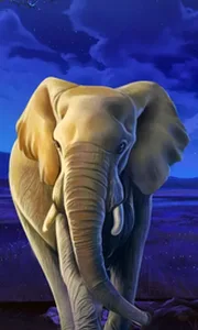 African Elephant